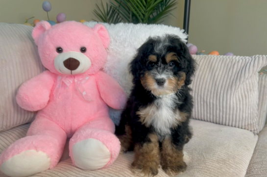 Best Mini Bernedoodle Baby