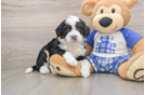 Friendly Mini Bernedoodle Baby