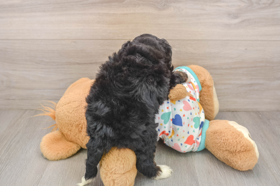 Small Mini Bernedoodle Baby