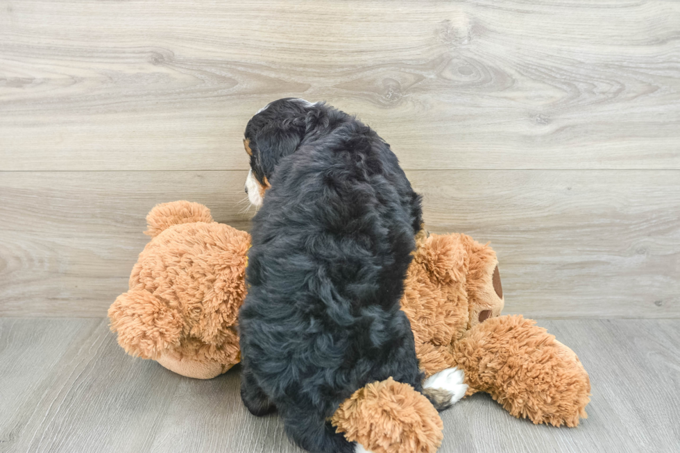 Funny Mini Bernedoodle Poodle Mix Pup