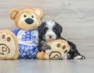 7 week old Mini Bernedoodle Puppy For Sale - Lone Star Pups