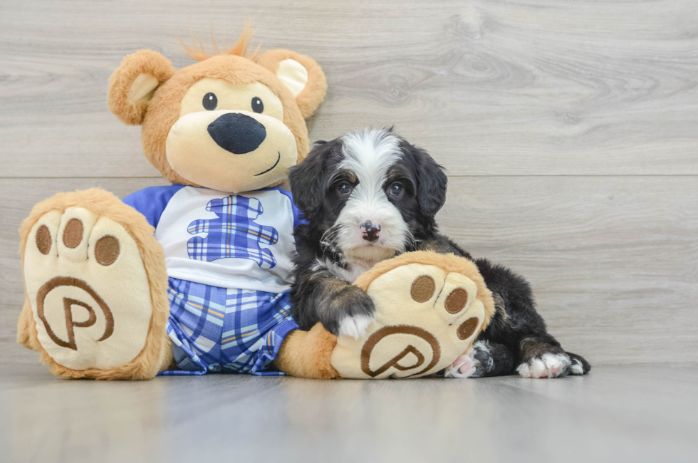 7 week old Mini Bernedoodle Puppy For Sale - Lone Star Pups