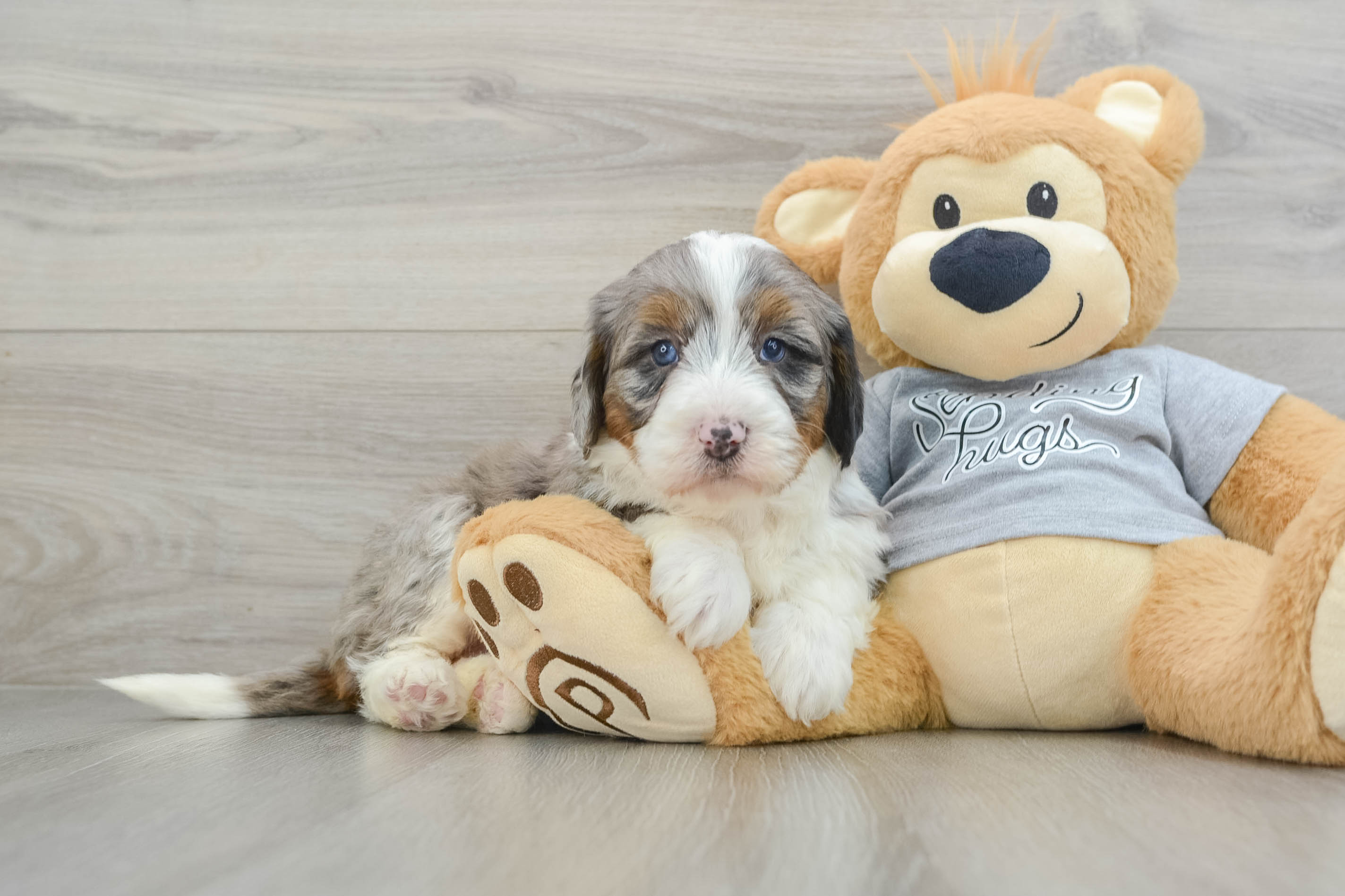 Happy Mini Bernedoodle Baby