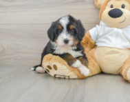 7 week old Mini Bernedoodle Puppy For Sale - Lone Star Pups