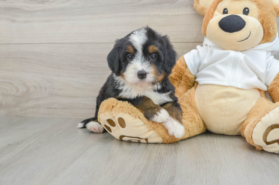 7 week old Mini Bernedoodle Puppy For Sale - Lone Star Pups