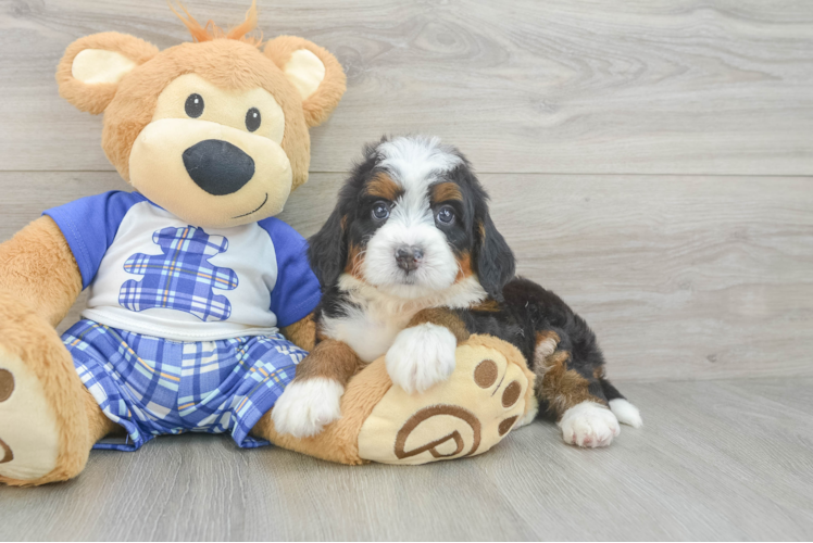 Mini Bernedoodle Puppy for Adoption