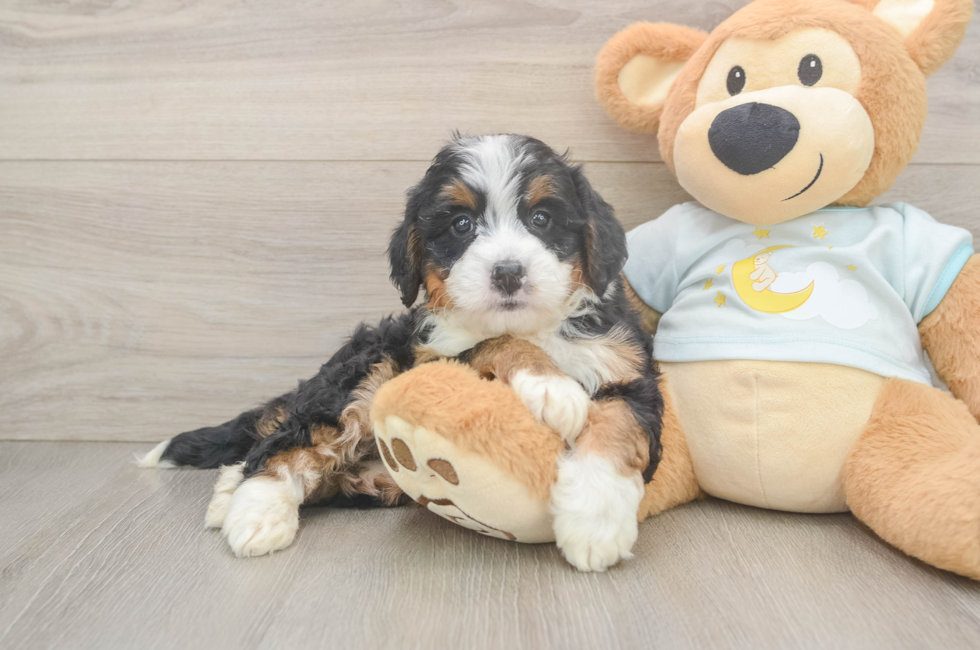 5 week old Mini Bernedoodle Puppy For Sale - Lone Star Pups