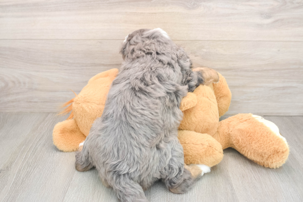 Best Mini Bernedoodle Baby