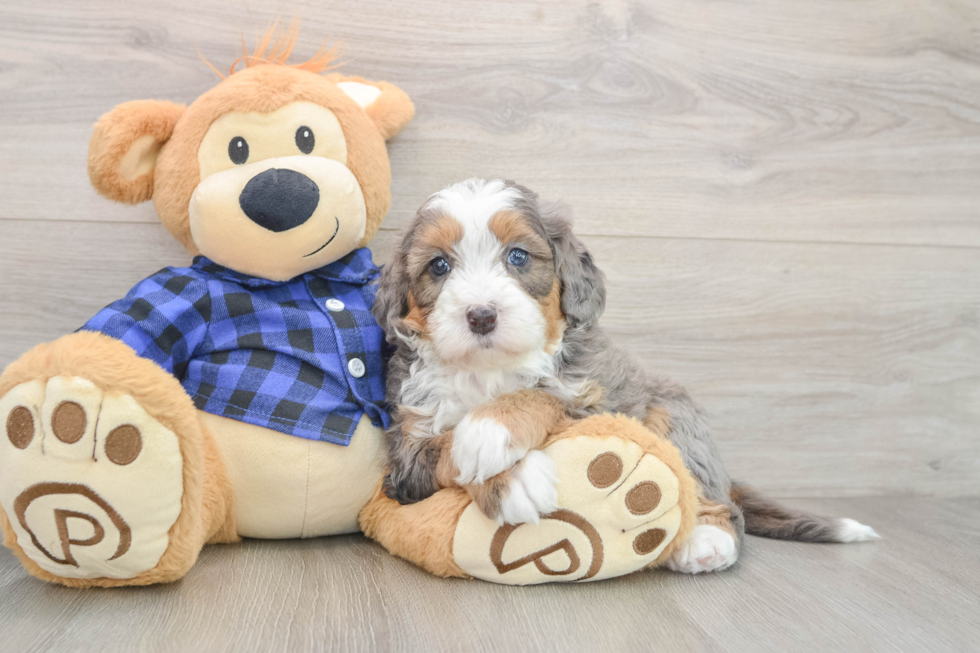 Mini Bernedoodle Puppy for Adoption
