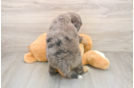 Cute Mini Bernedoodle Baby
