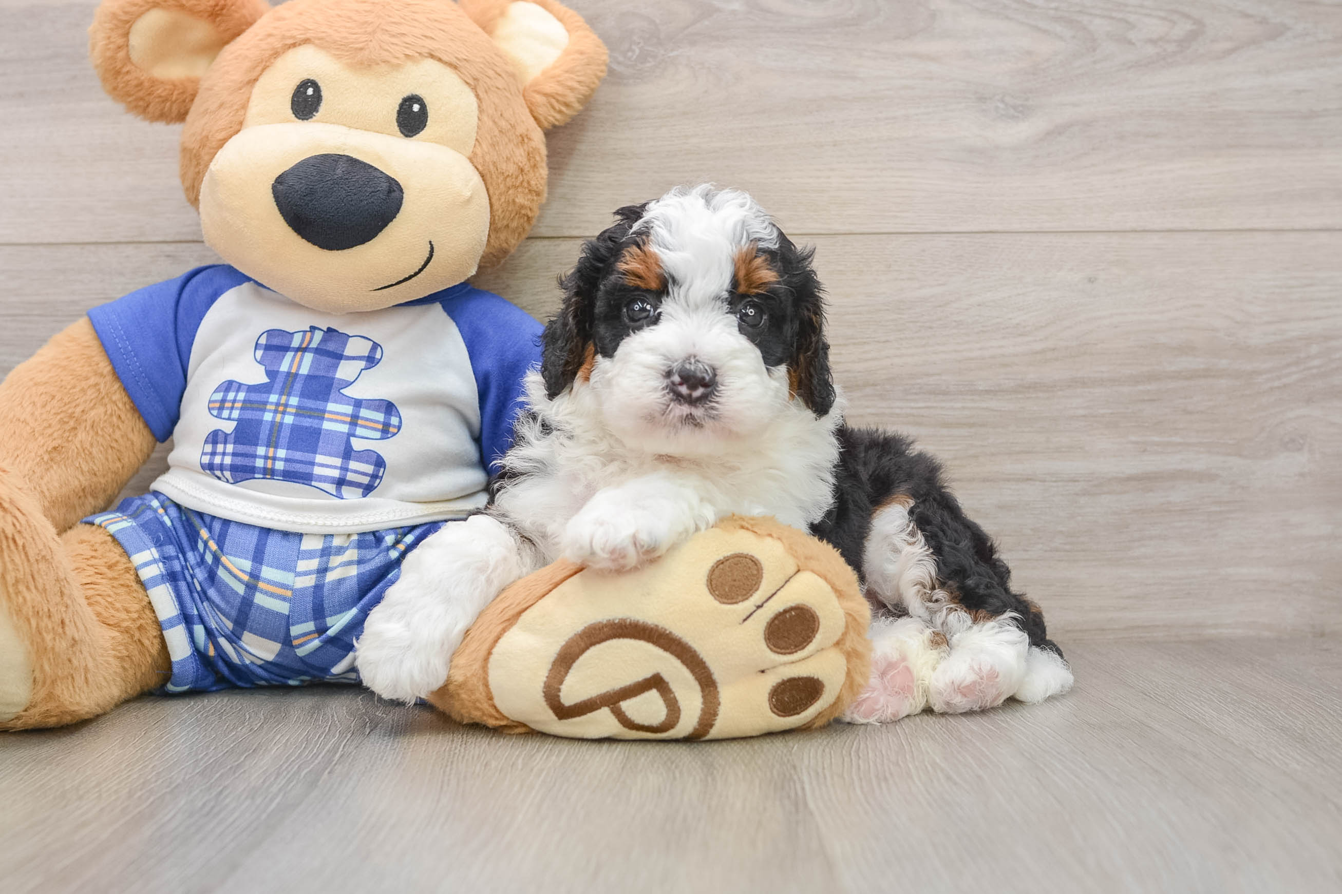 Friendly Mini Bernedoodle Baby