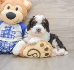 7 week old Mini Bernedoodle Puppy For Sale - Lone Star Pups
