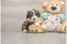 Fluffy Mini Bernedoodle Poodle Mix Pup