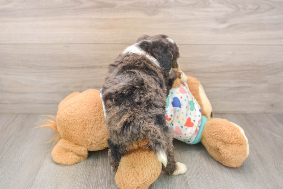 Hypoallergenic Mini Bernadoodle Poodle Mix Puppy