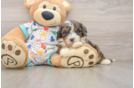Funny Mini Bernedoodle Poodle Mix Pup