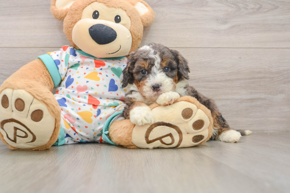 Funny Mini Bernedoodle Poodle Mix Pup
