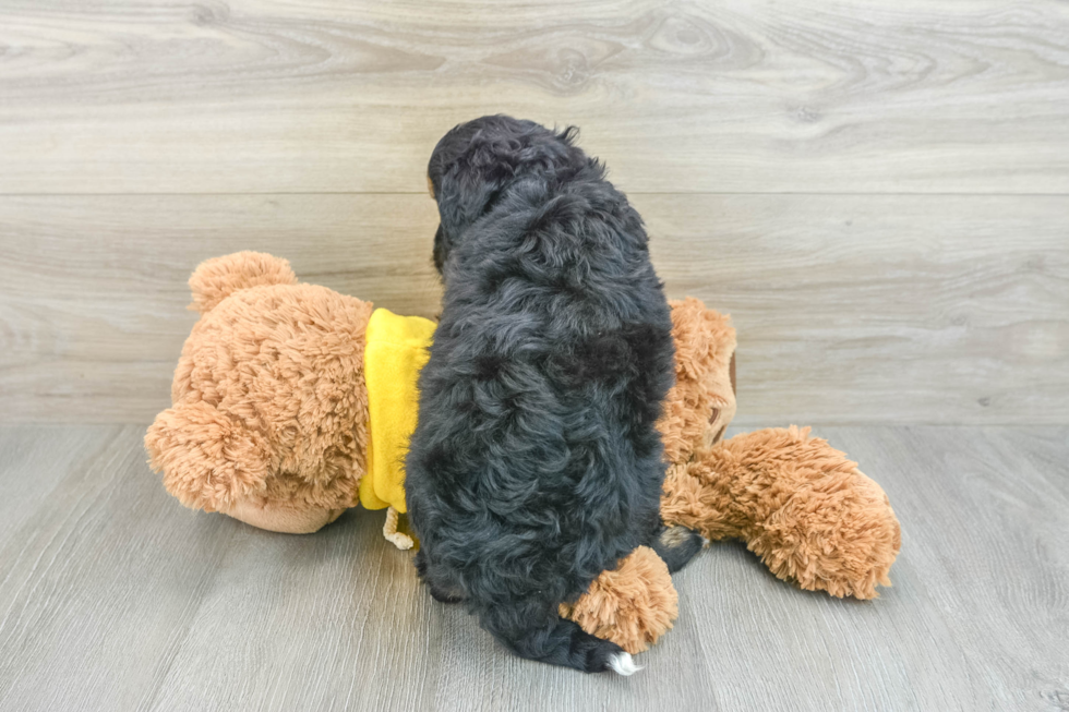 Adorable Mini Bernese Poodle Poodle Mix Puppy