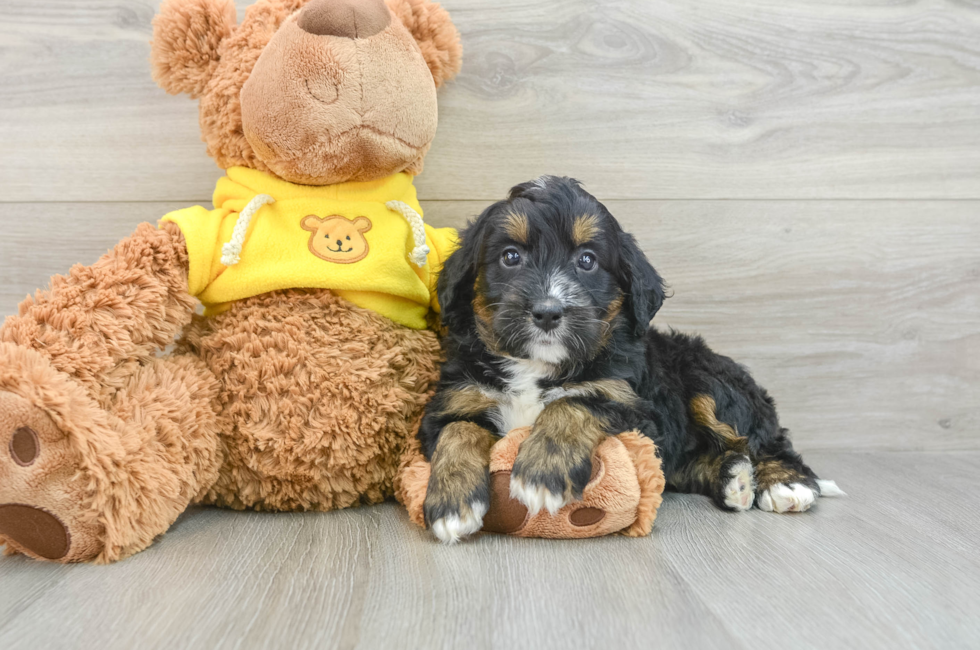 8 week old Mini Bernedoodle Puppy For Sale - Lone Star Pups