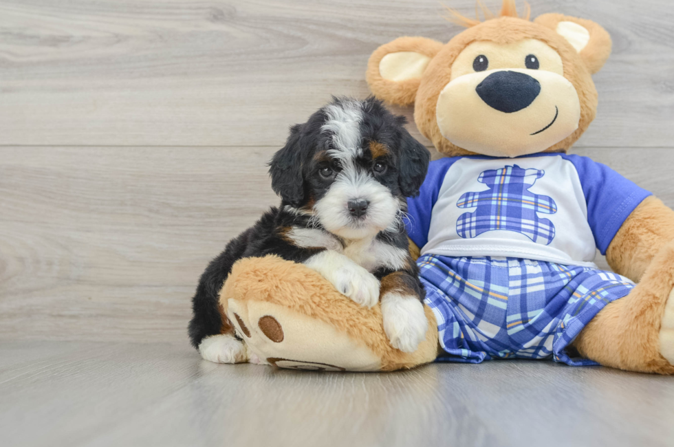 6 week old Mini Bernedoodle Puppy For Sale - Lone Star Pups