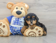 7 week old Mini Bernedoodle Puppy For Sale - Lone Star Pups