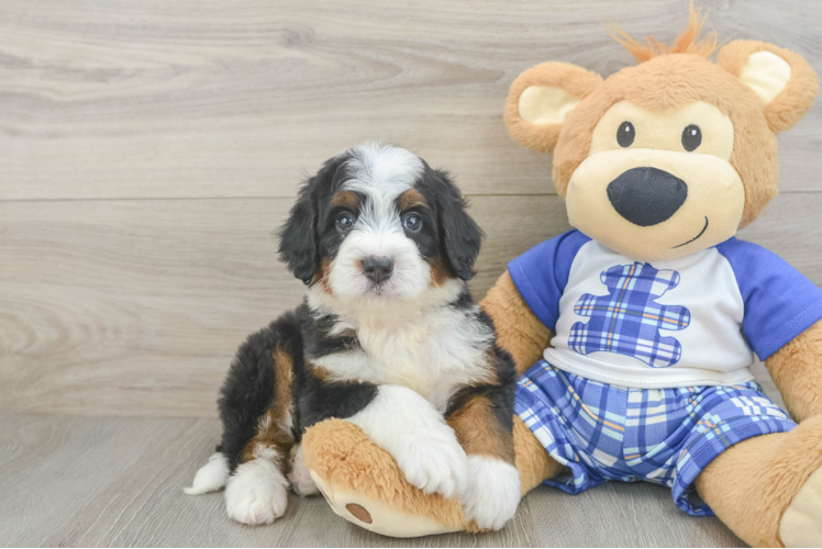 Playful Mini Bernadoodle Poodle Mix Puppy