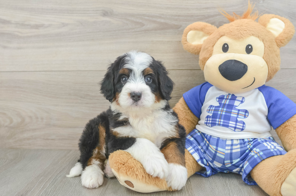 5 week old Mini Bernedoodle Puppy For Sale - Lone Star Pups