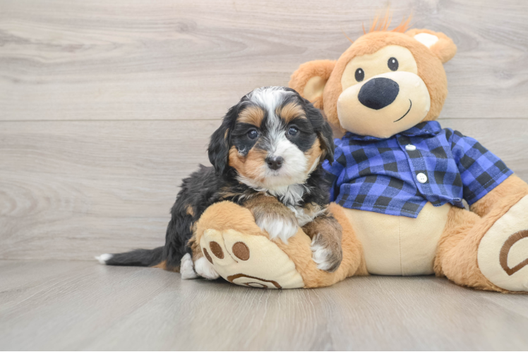 Popular Mini Bernedoodle Poodle Mix Pup