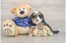 Energetic Mini Bernesedoodle Poodle Mix Puppy