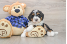 Mini Bernedoodle Puppy for Adoption