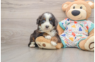 Little Bernese Doodle Poodle Mix Puppy