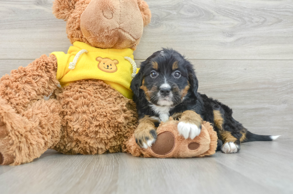 8 week old Mini Bernedoodle Puppy For Sale - Lone Star Pups