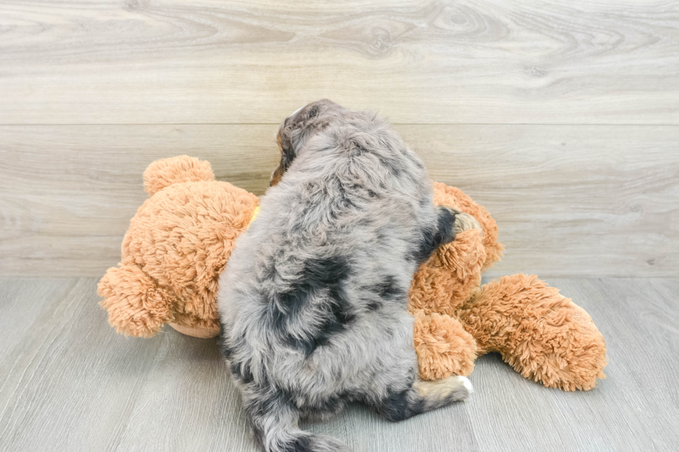 Cute Mini Bernedoodle Baby