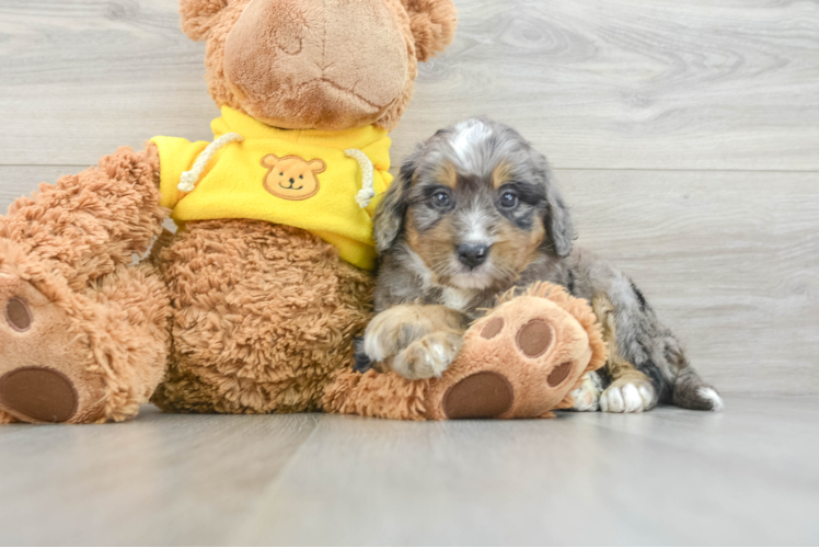 Mini Bernedoodle Pup Being Cute