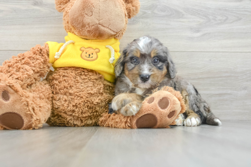 8 week old Mini Bernedoodle Puppy For Sale - Lone Star Pups