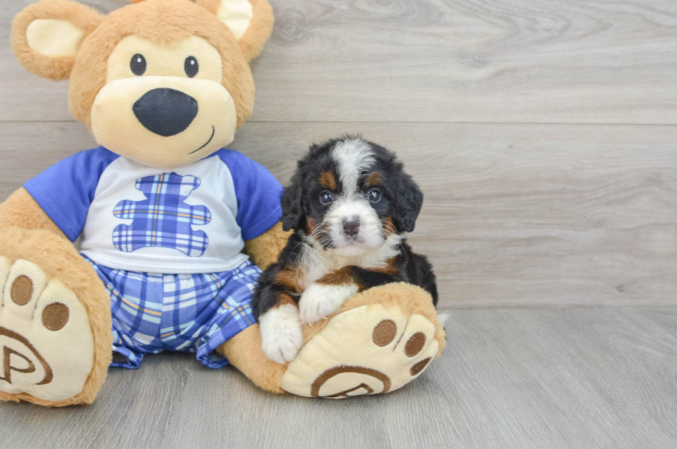 6 week old Mini Bernedoodle Puppy For Sale - Lone Star Pups