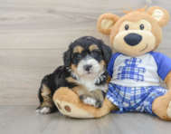 7 week old Mini Bernedoodle Puppy For Sale - Lone Star Pups