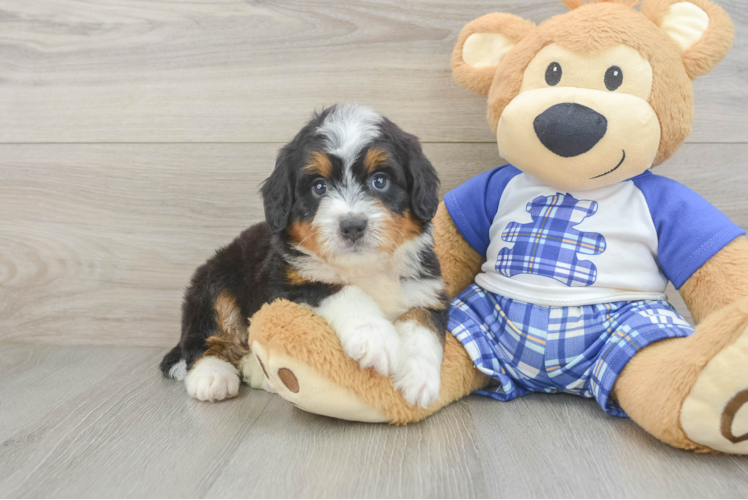 Fluffy Mini Bernedoodle Poodle Mix Pup