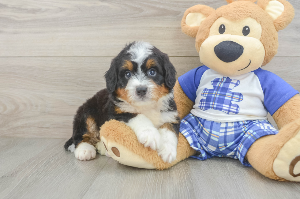 5 week old Mini Bernedoodle Puppy For Sale - Lone Star Pups