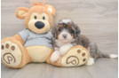 Mini Bernedoodle Puppy for Adoption