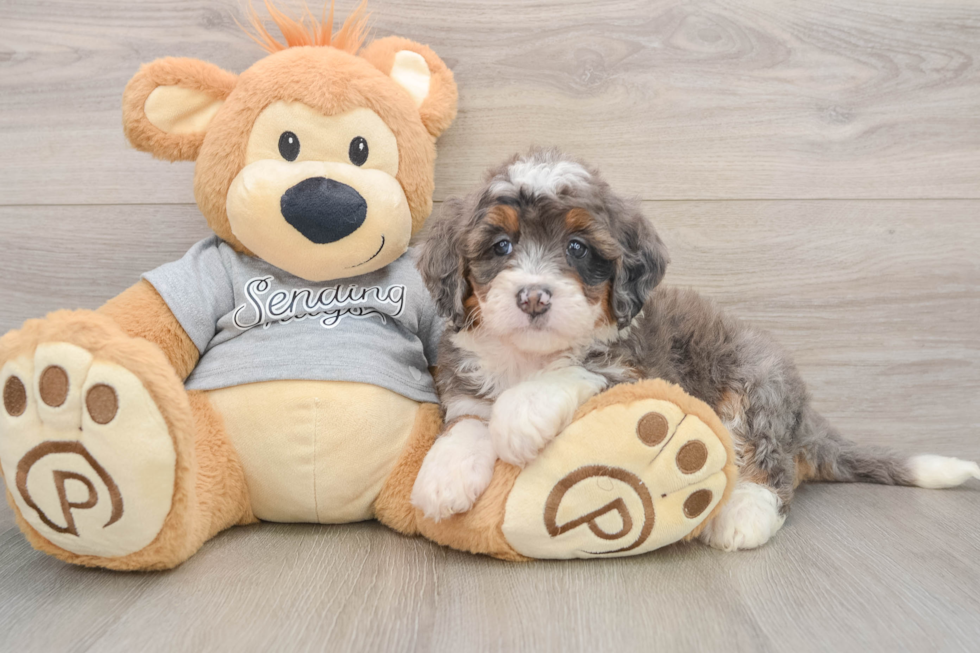 Mini Bernedoodle Puppy for Adoption
