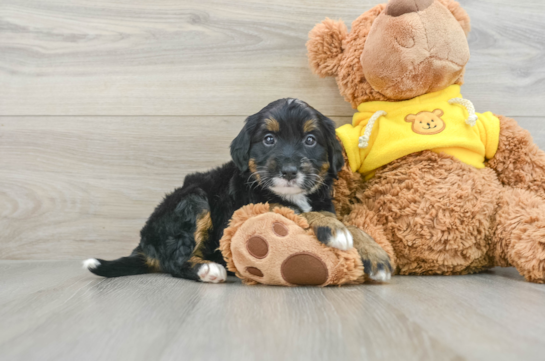 Funny Mini Bernedoodle Poodle Mix Pup