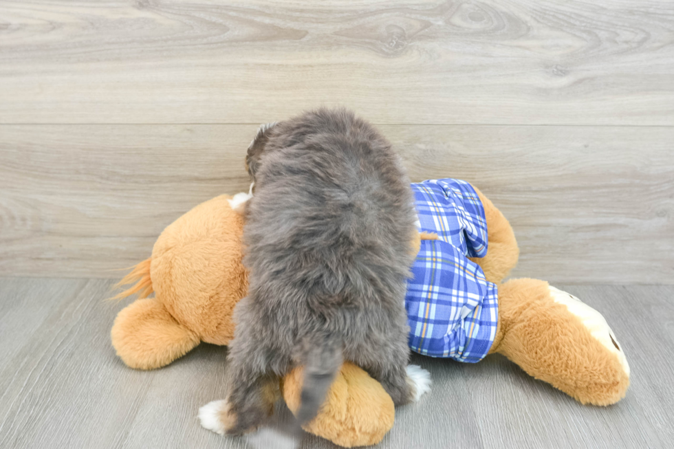 Mini Bernedoodle Pup Being Cute