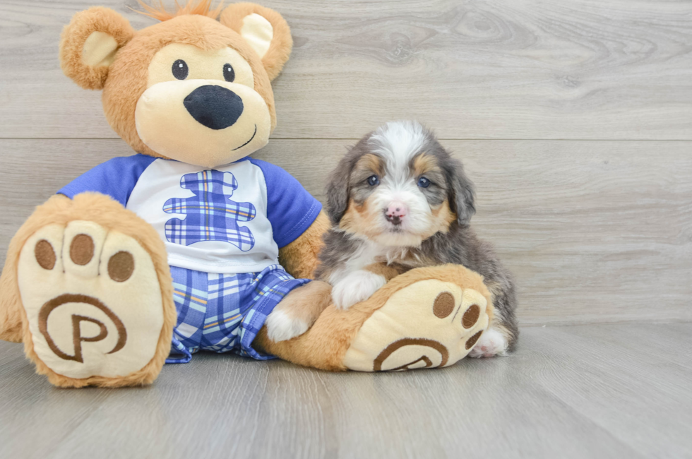 7 week old Mini Bernedoodle Puppy For Sale - Lone Star Pups