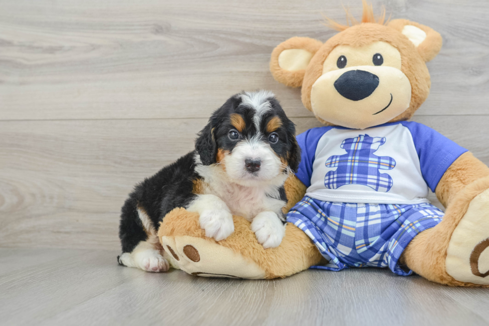 Sweet Mini Bernedoodle Baby