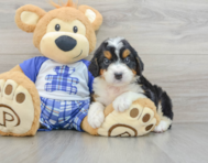 8 week old Mini Bernedoodle Puppy For Sale - Lone Star Pups