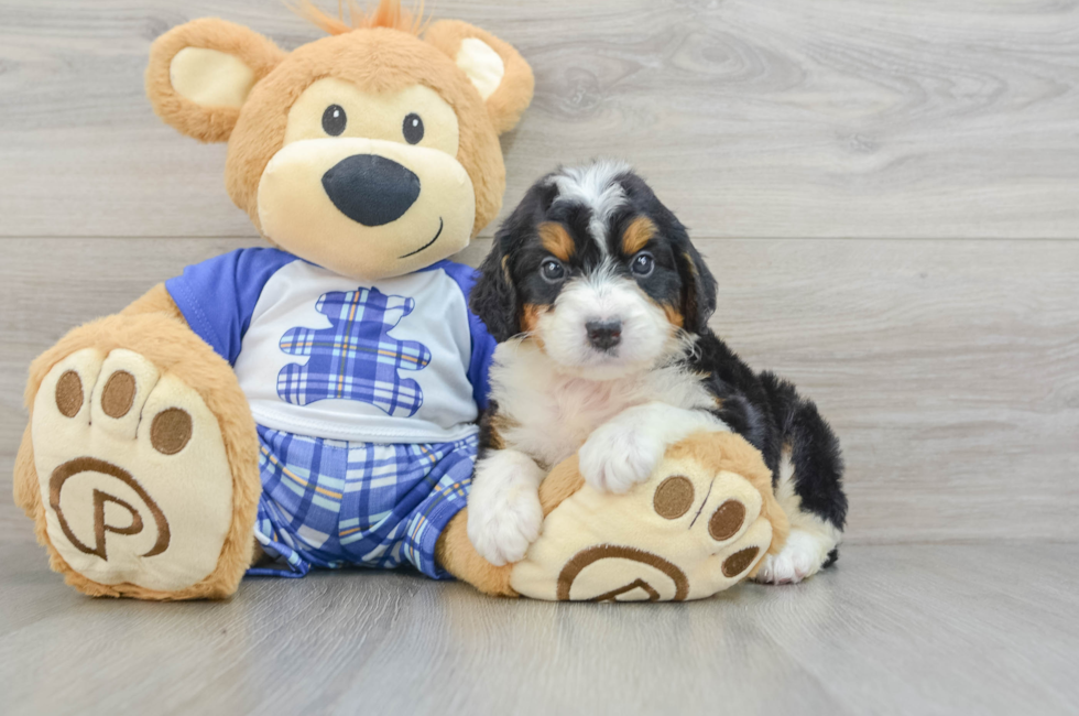 6 week old Mini Bernedoodle Puppy For Sale - Lone Star Pups