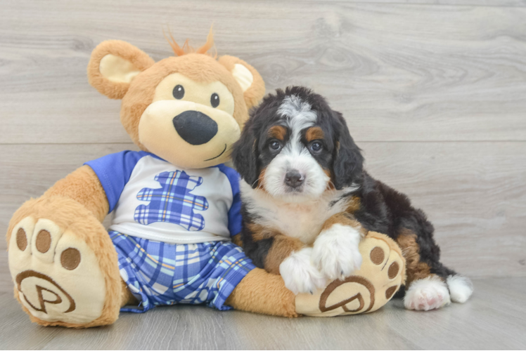 Mini Bernedoodle Puppy for Adoption