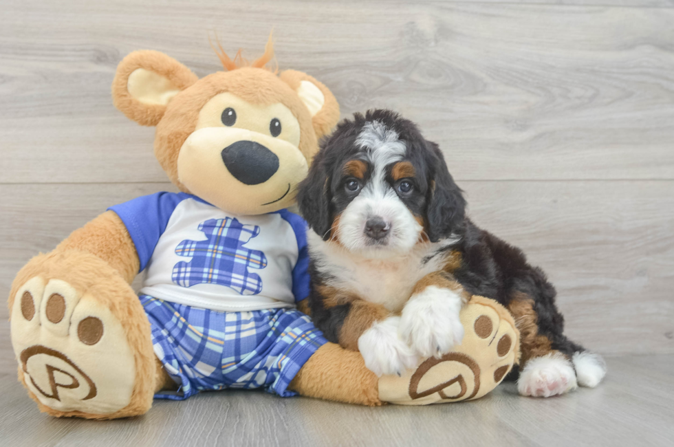 5 week old Mini Bernedoodle Puppy For Sale - Lone Star Pups