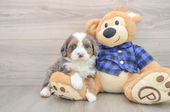 Best Mini Bernedoodle Baby