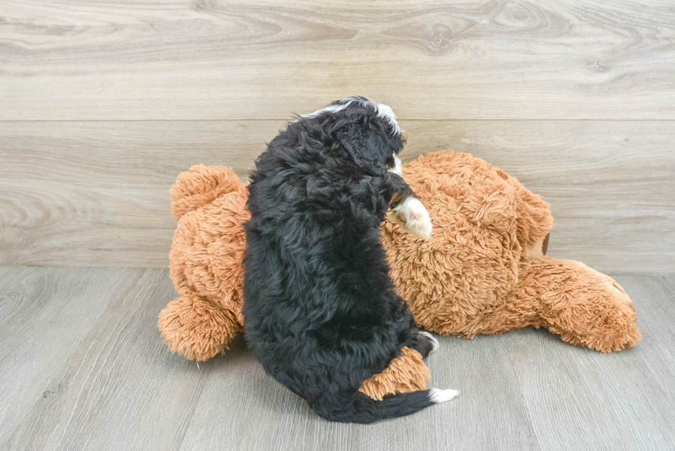 Best Mini Bernedoodle Baby